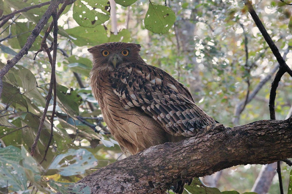 Brown Owl Fisherman