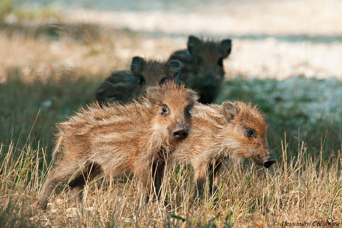 Wild boar (striated)