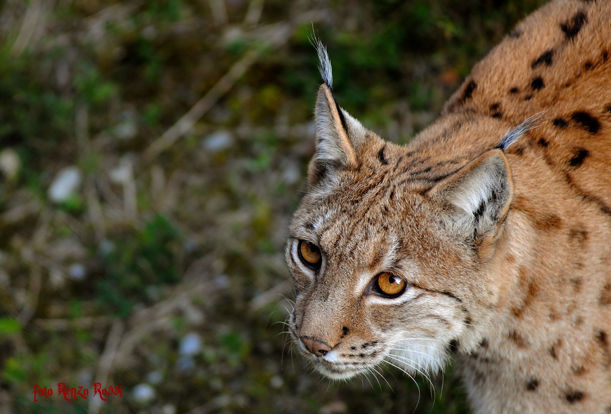 lince