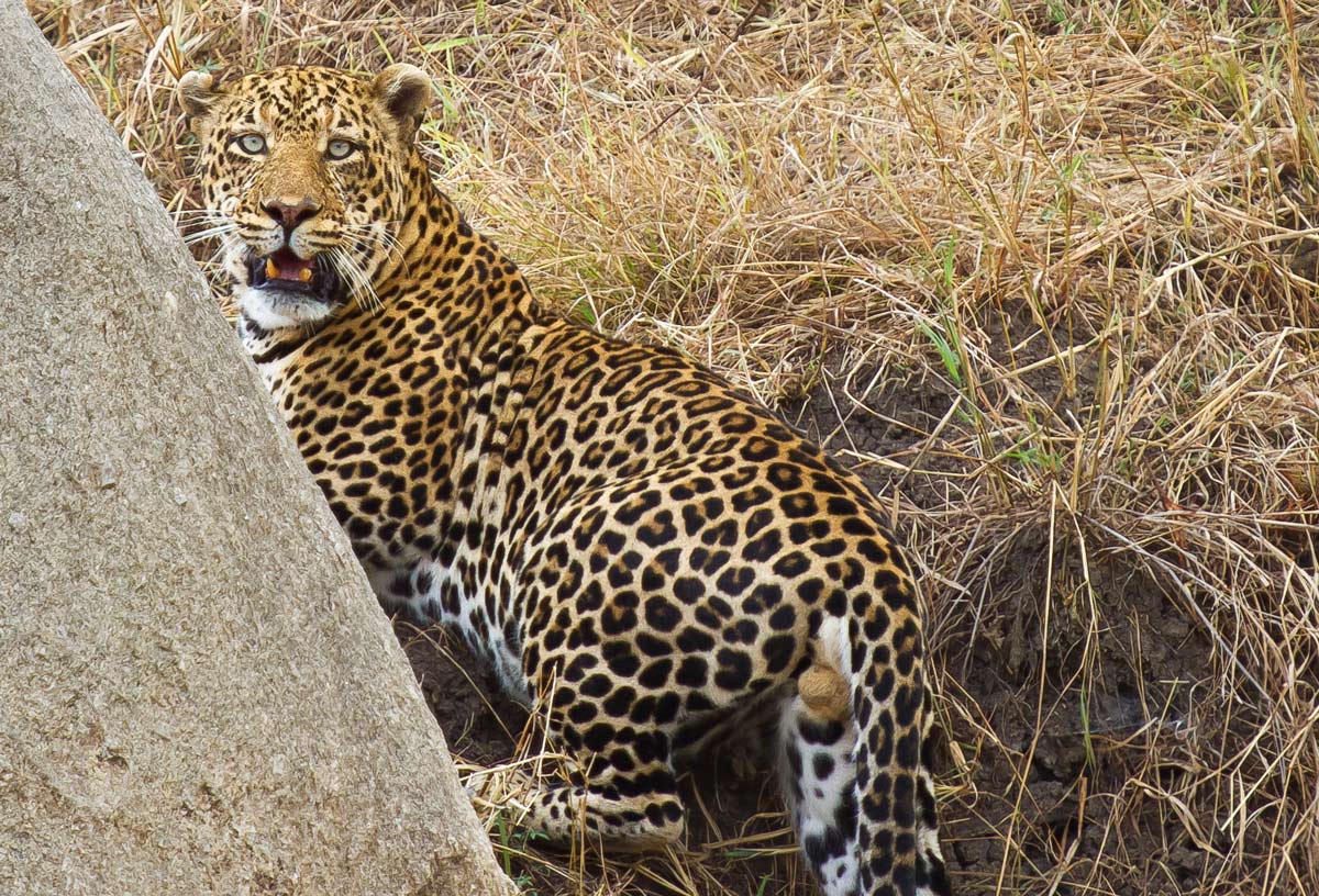 Leopardo maschio Serengeti zona Lobo