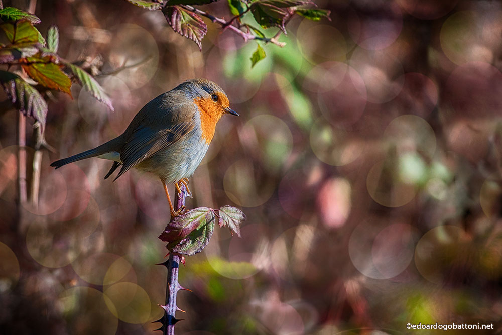 The little robin