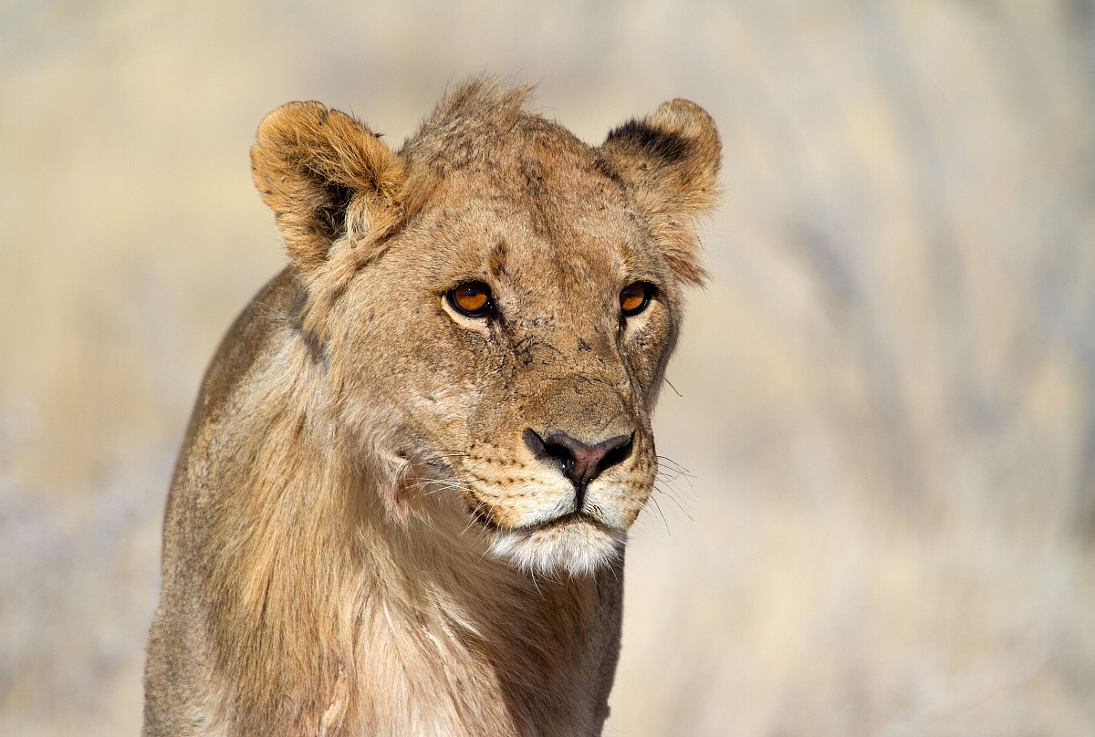 giovane leone namibia