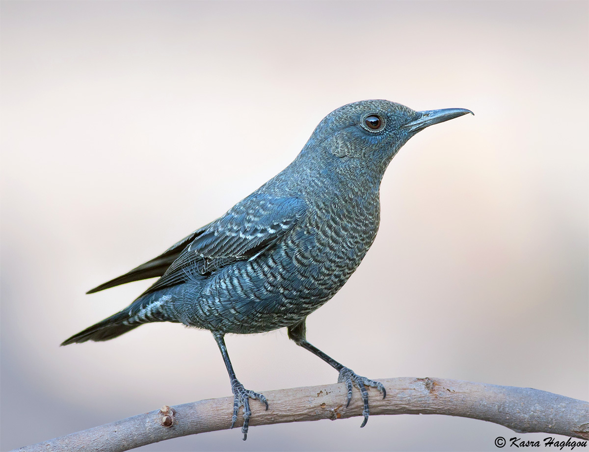 Blue Rock Thrush