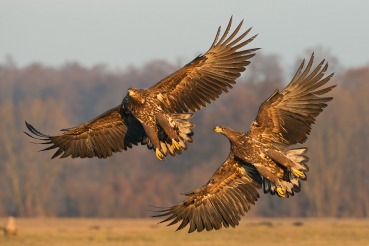 Haliaeetus albicilla
