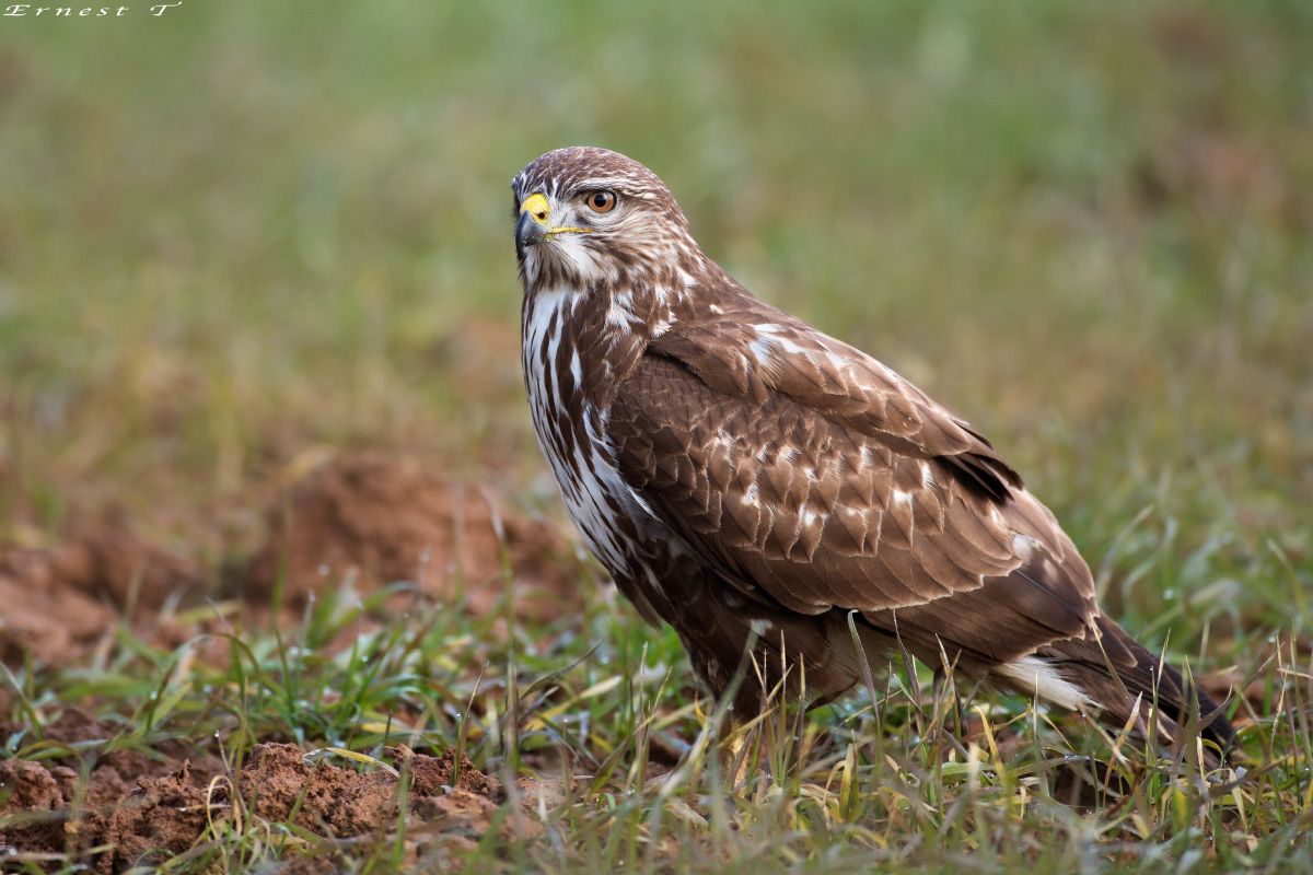 Buzzard