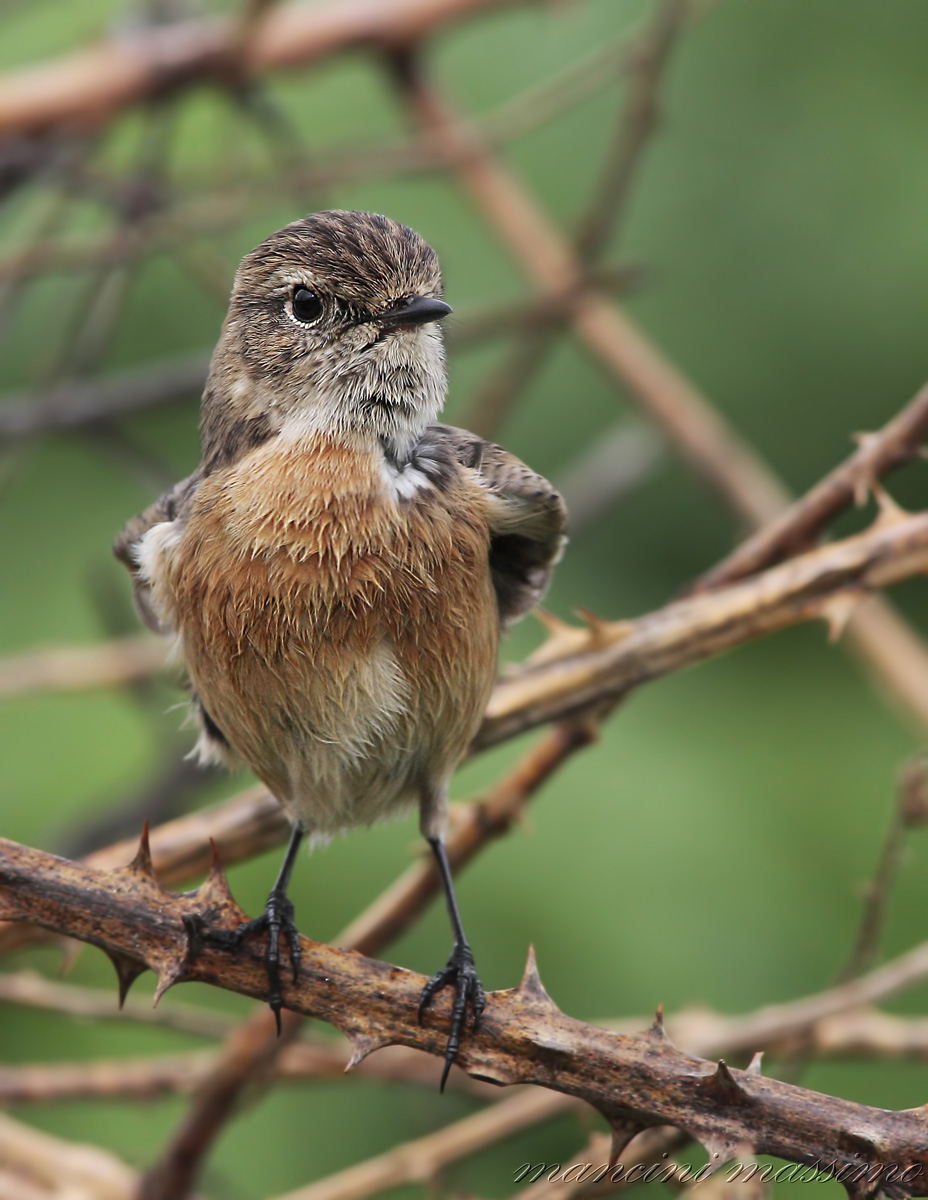 F Stonechat (Saxicola torquata)