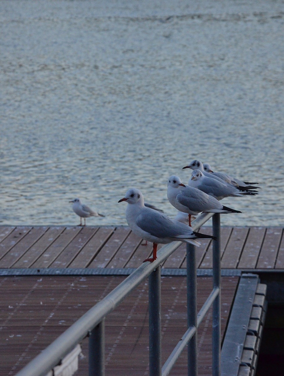 in attesa di spiccare il volo