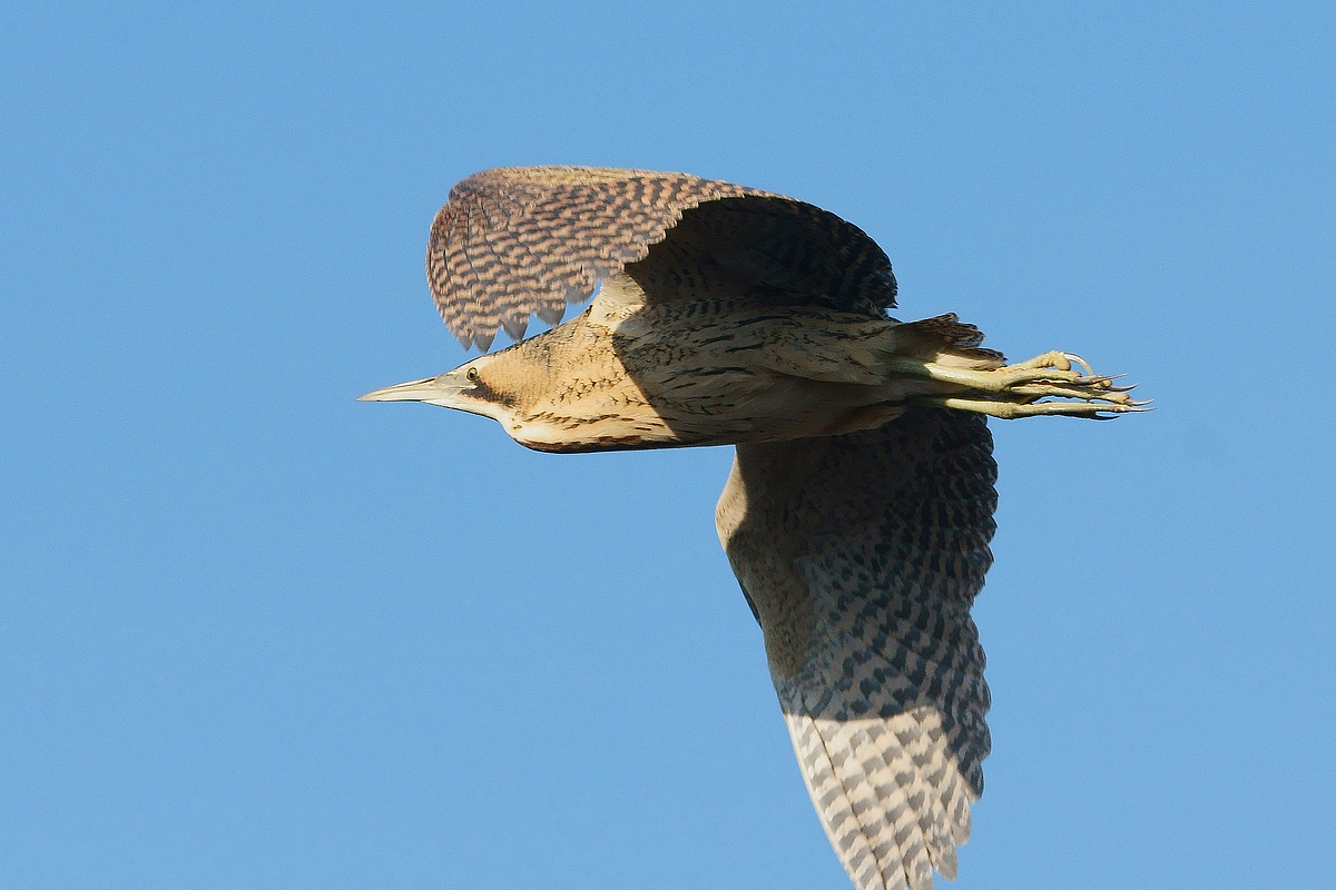 Bittern