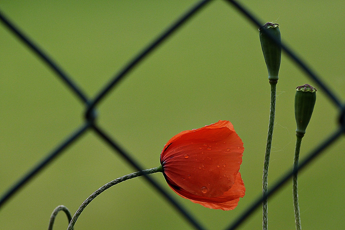 Papavero in gabbia