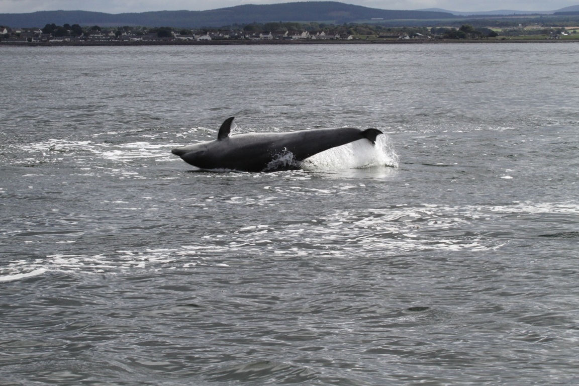 Dolphin, Chanonry Point, United Kingdom