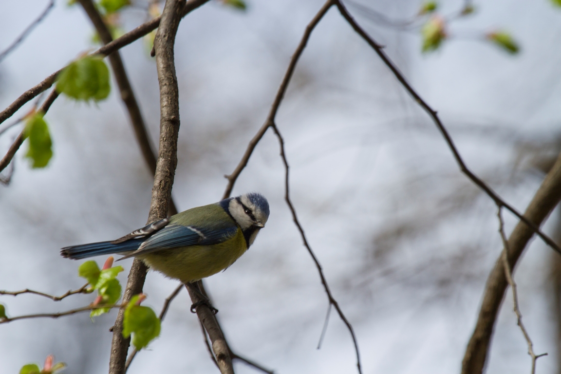 Blue Tit, Berlin, Germany