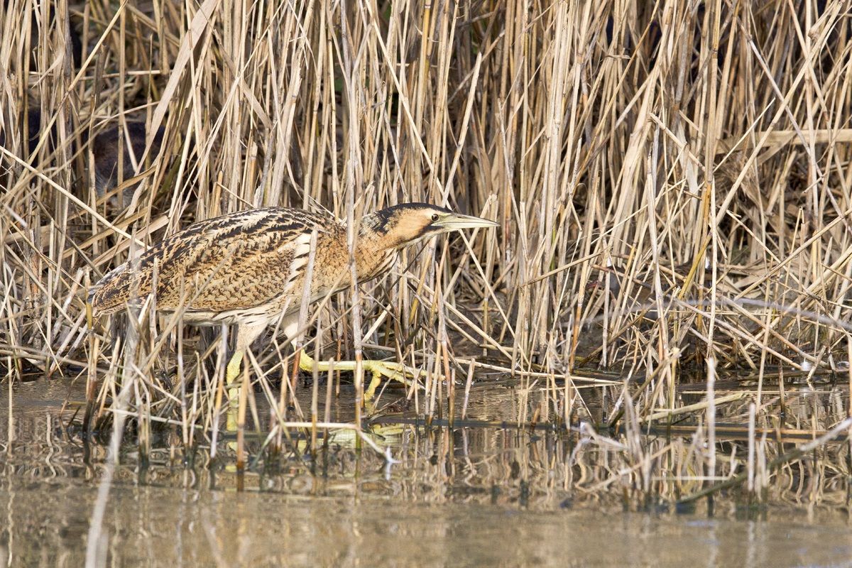 Bittern