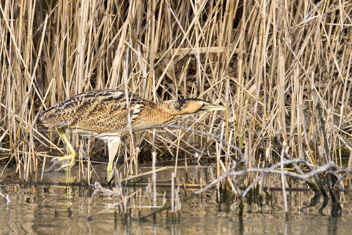 Bittern