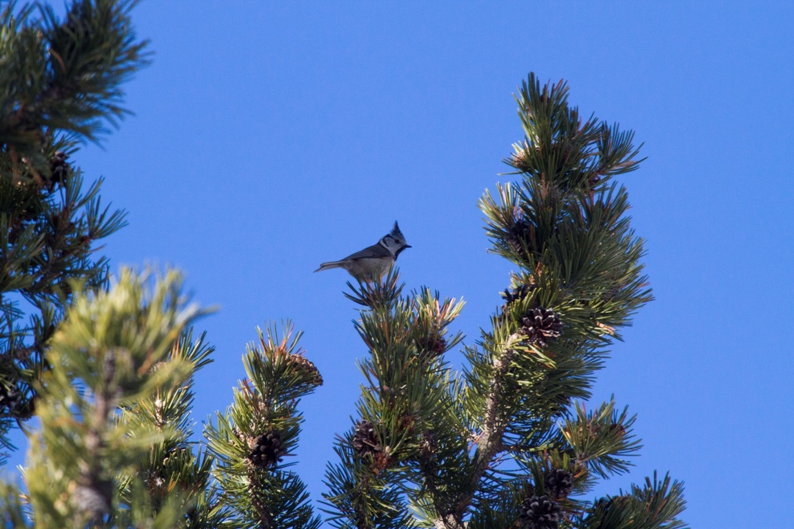 Crested tit, Valle Stretta, FR