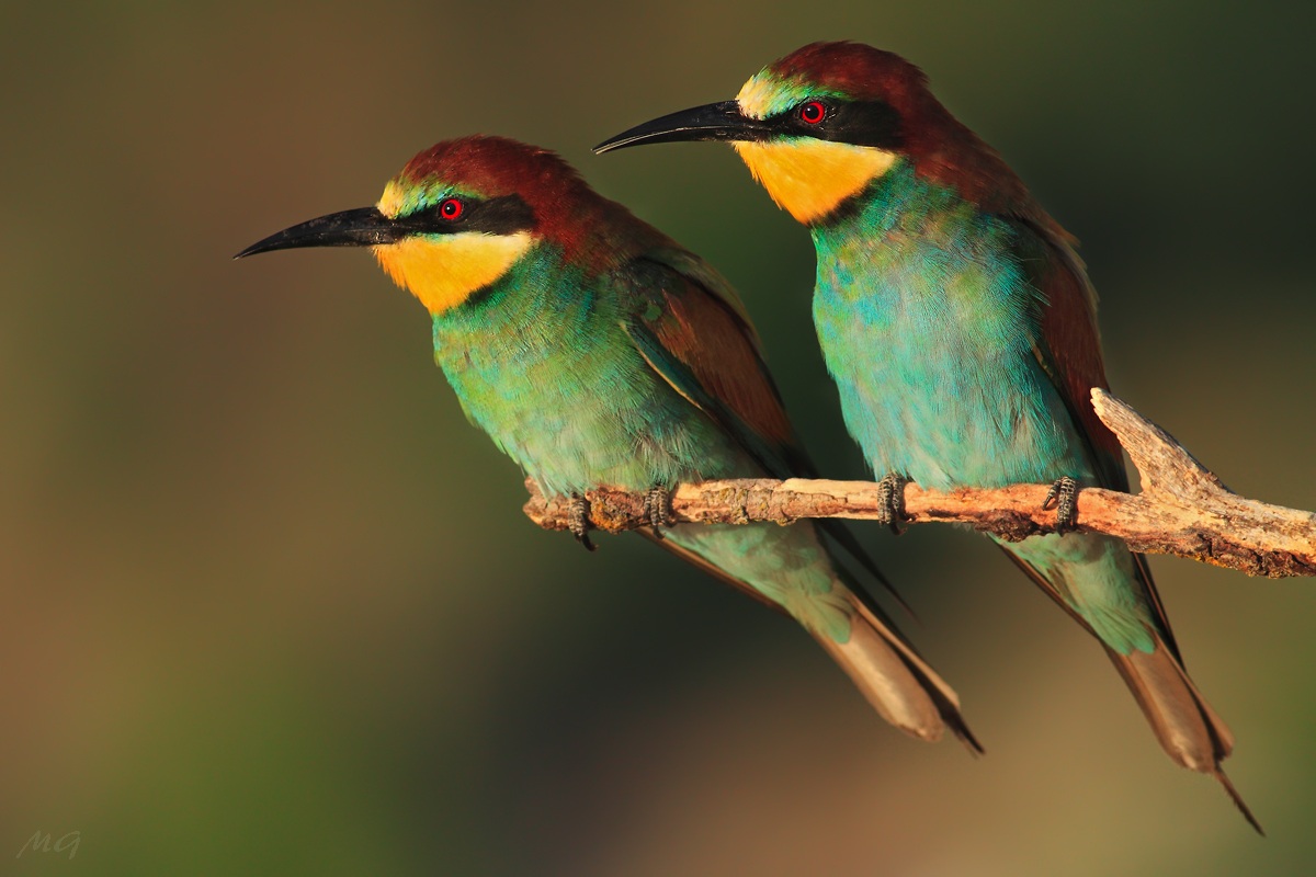 Merops apiaster