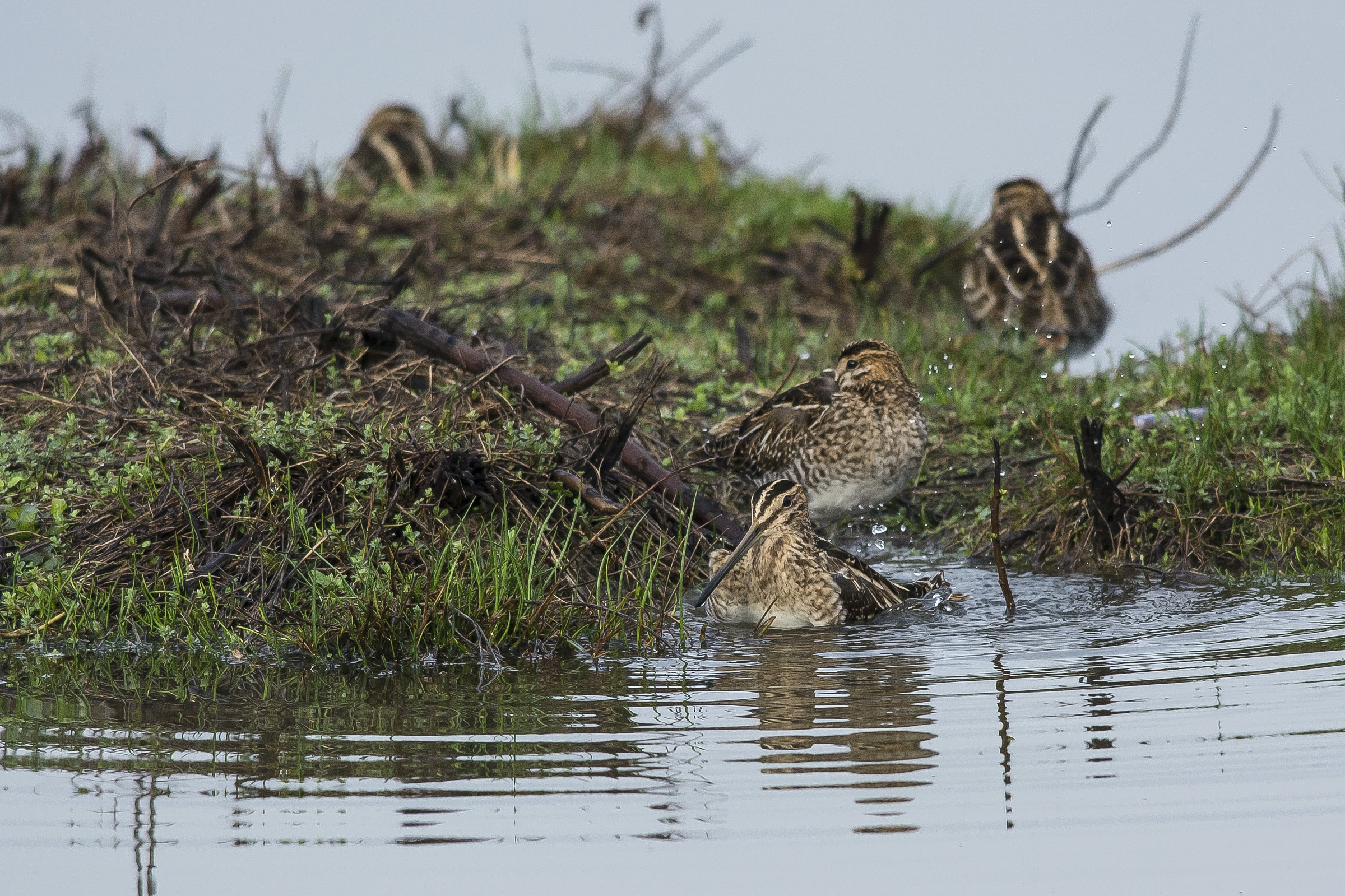 snipe to the bathroom 1