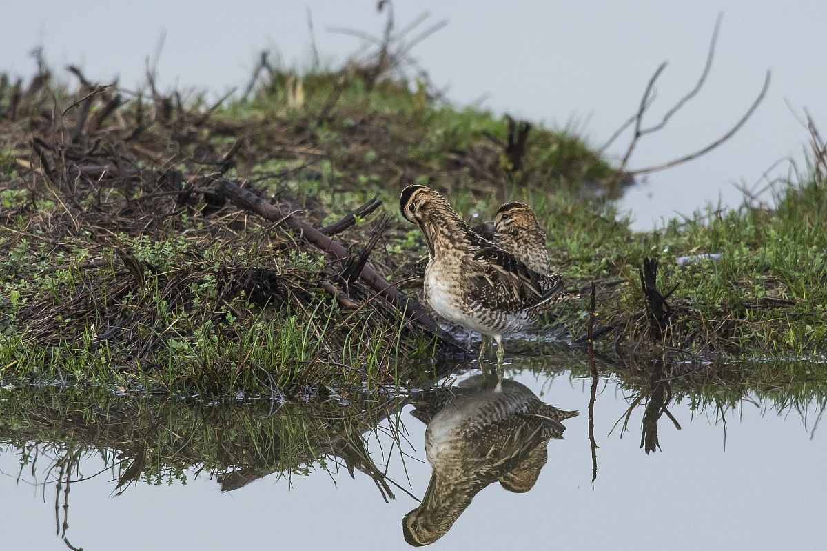 snipe to the bathroom 3