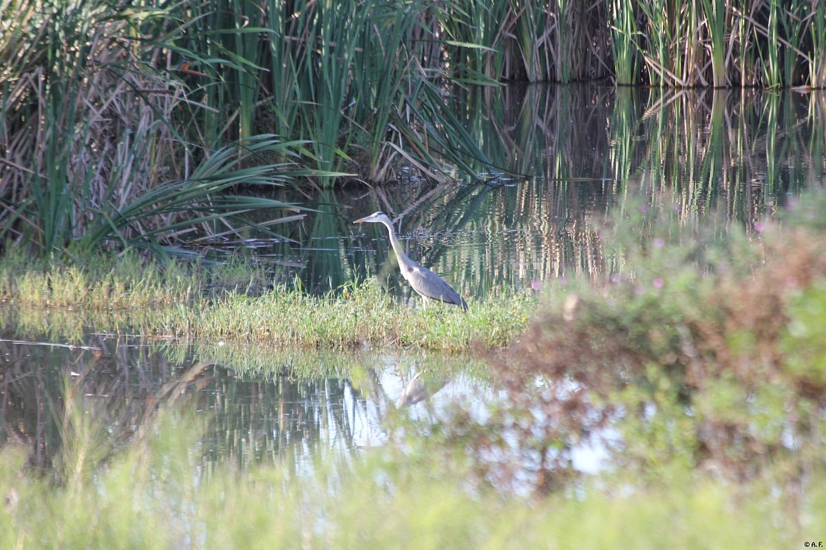 Grey Heron