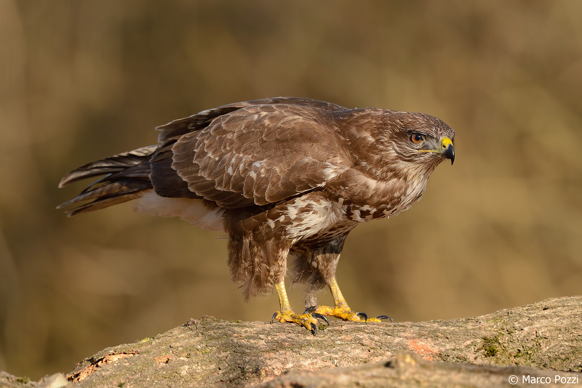 Buteo buteo