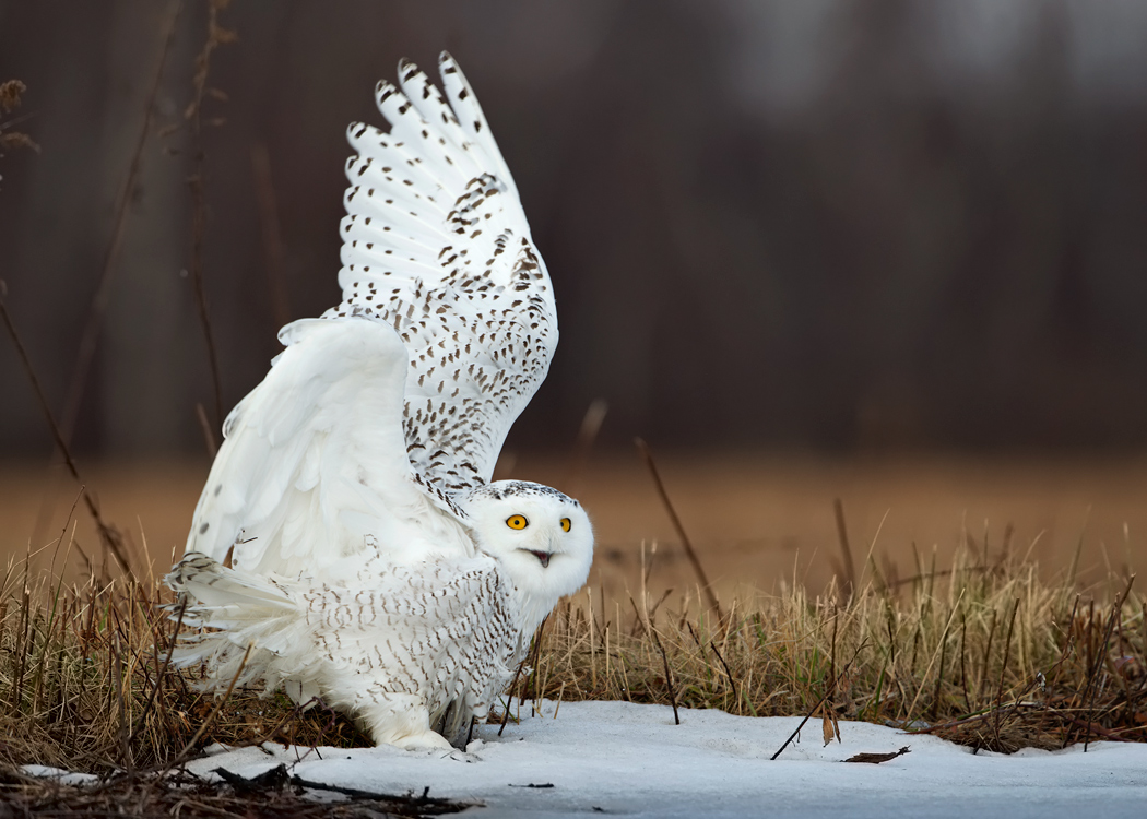 Snowy Owl
