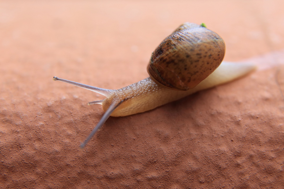 Snail close up