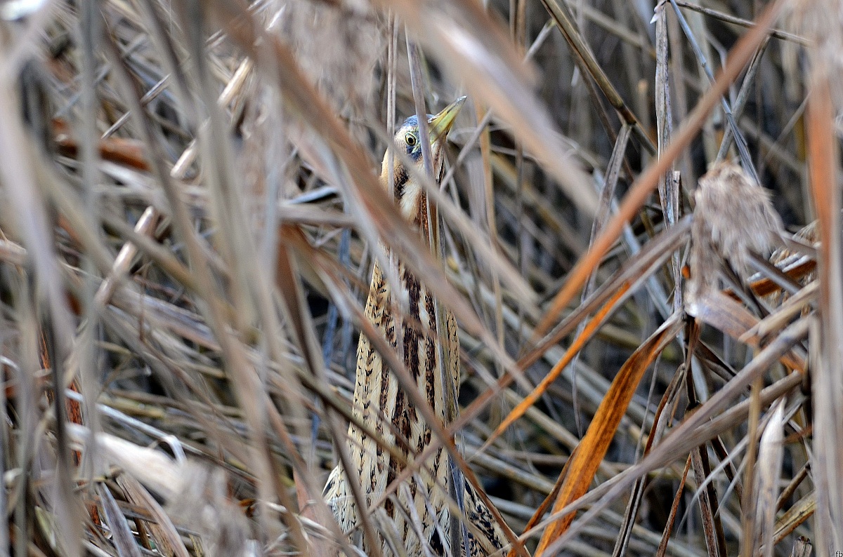 il campione in mimetizzazione