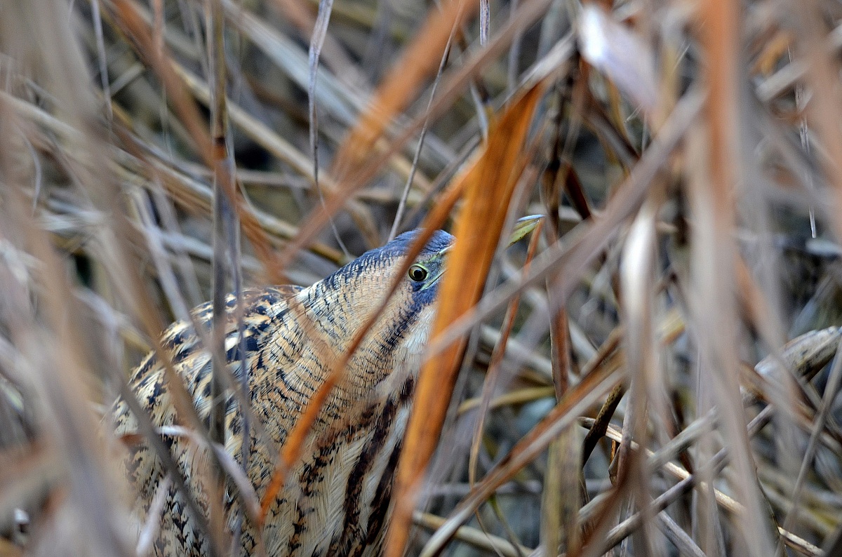 tarabuso troppo troppo ambientato