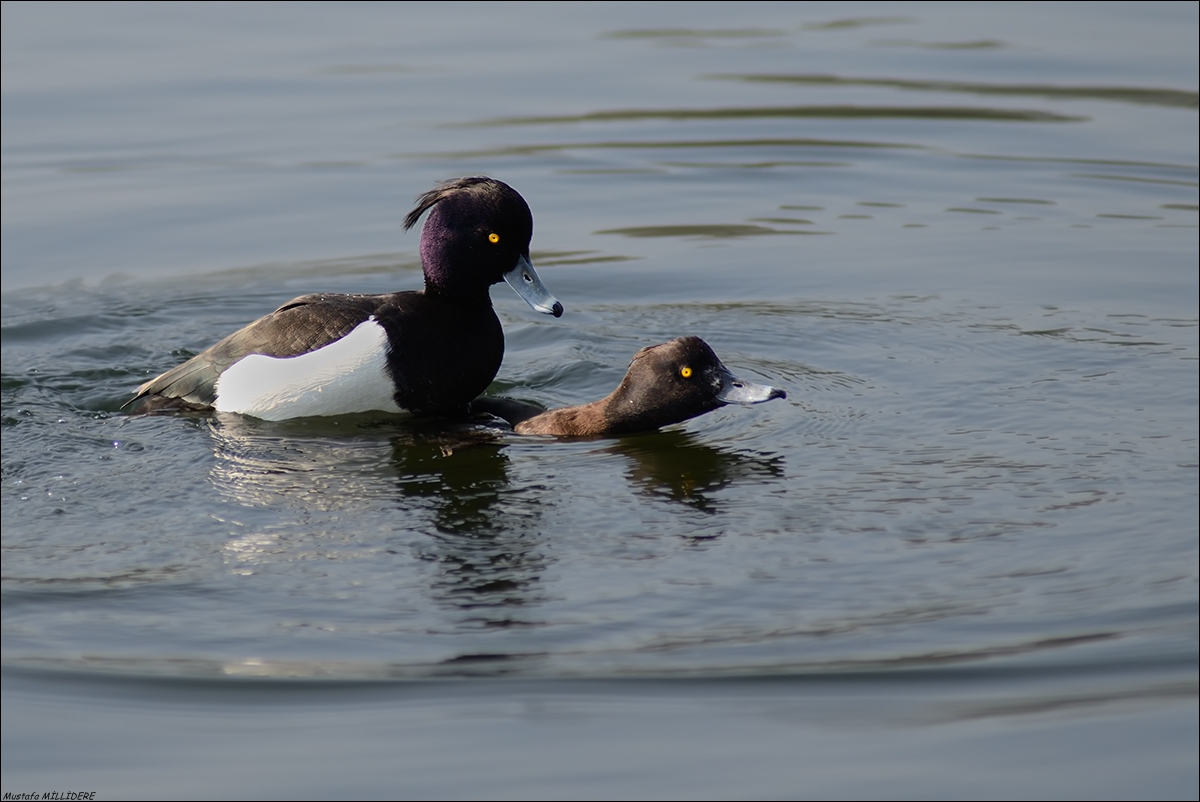Nazione felice :-) ...