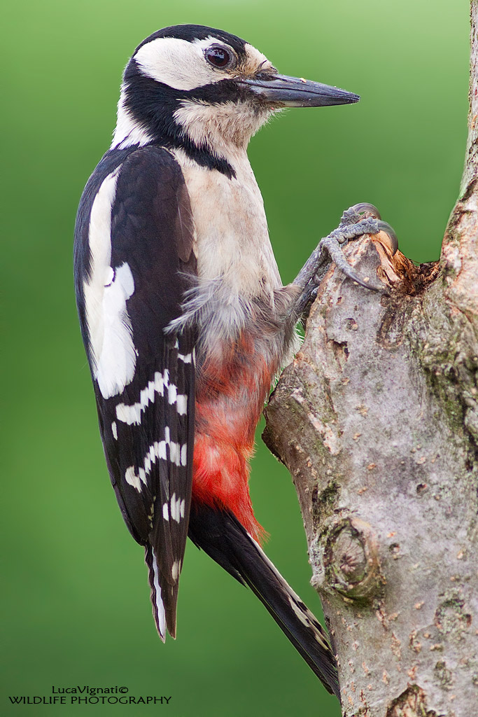 woodpecker