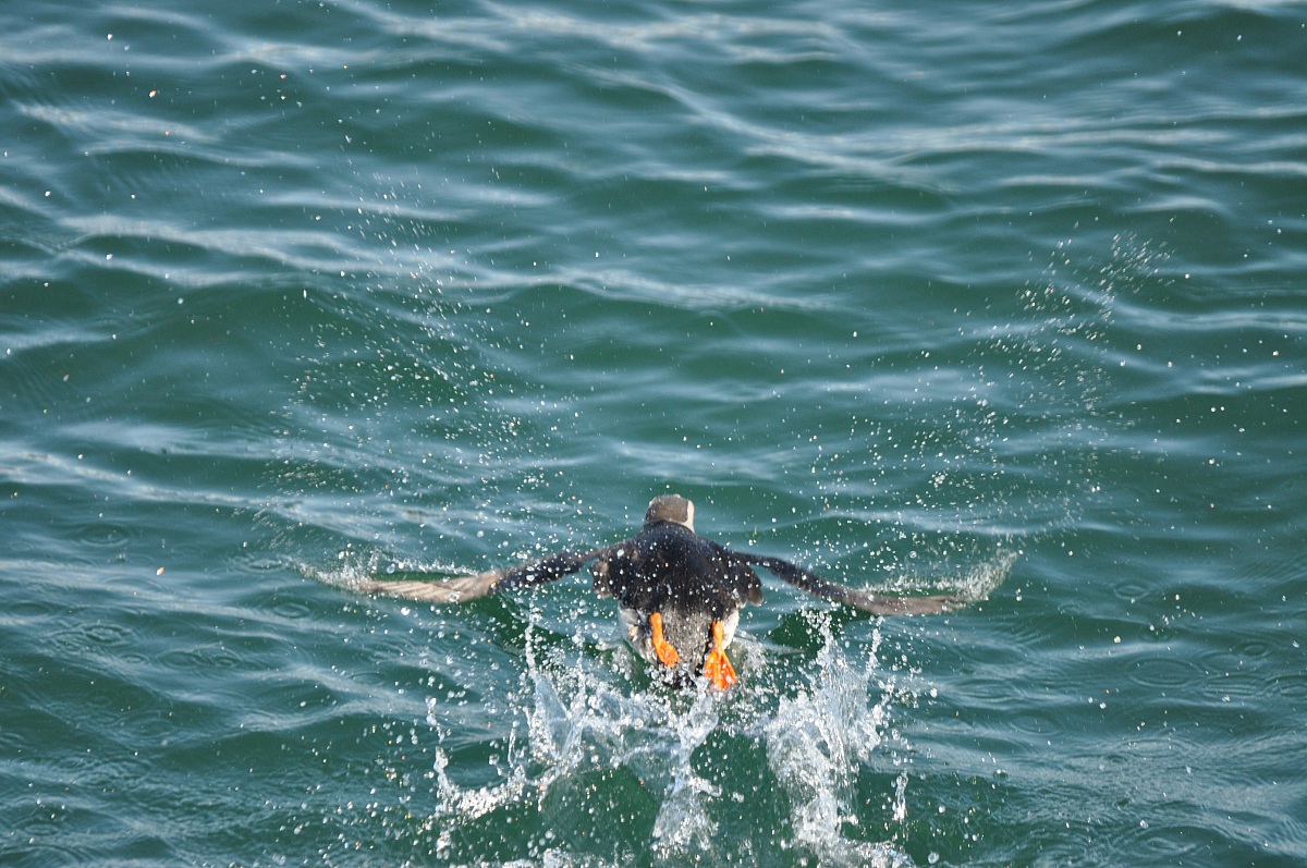 puffin a Snaefellsnes (escursione a Stikkysholmur)