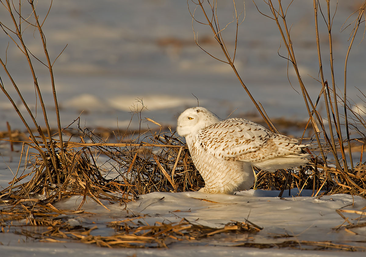 Snowy Owl
