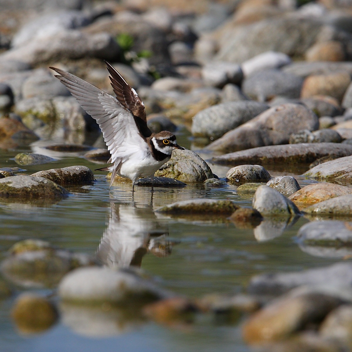 Little Ringed Plover