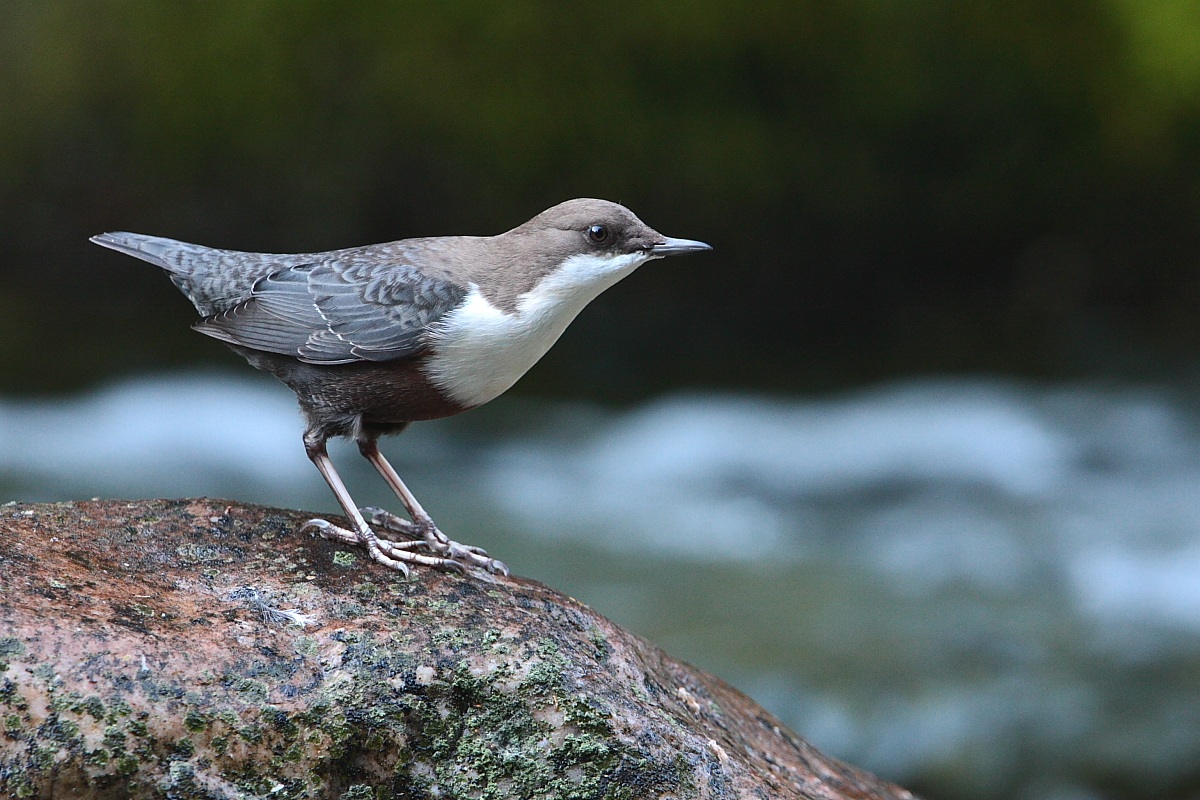 Dipper