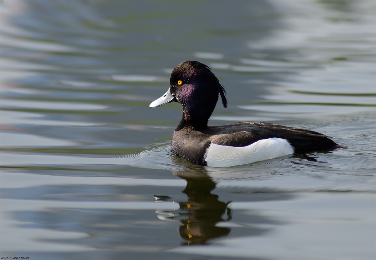 Moretta, Inghilterra