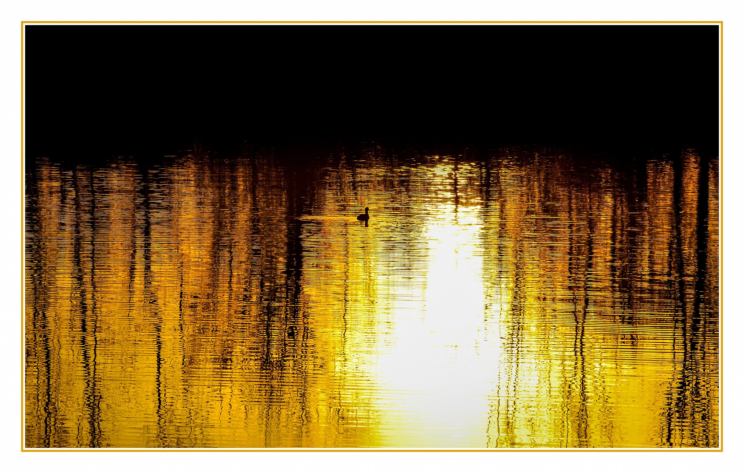 The Golden Pond