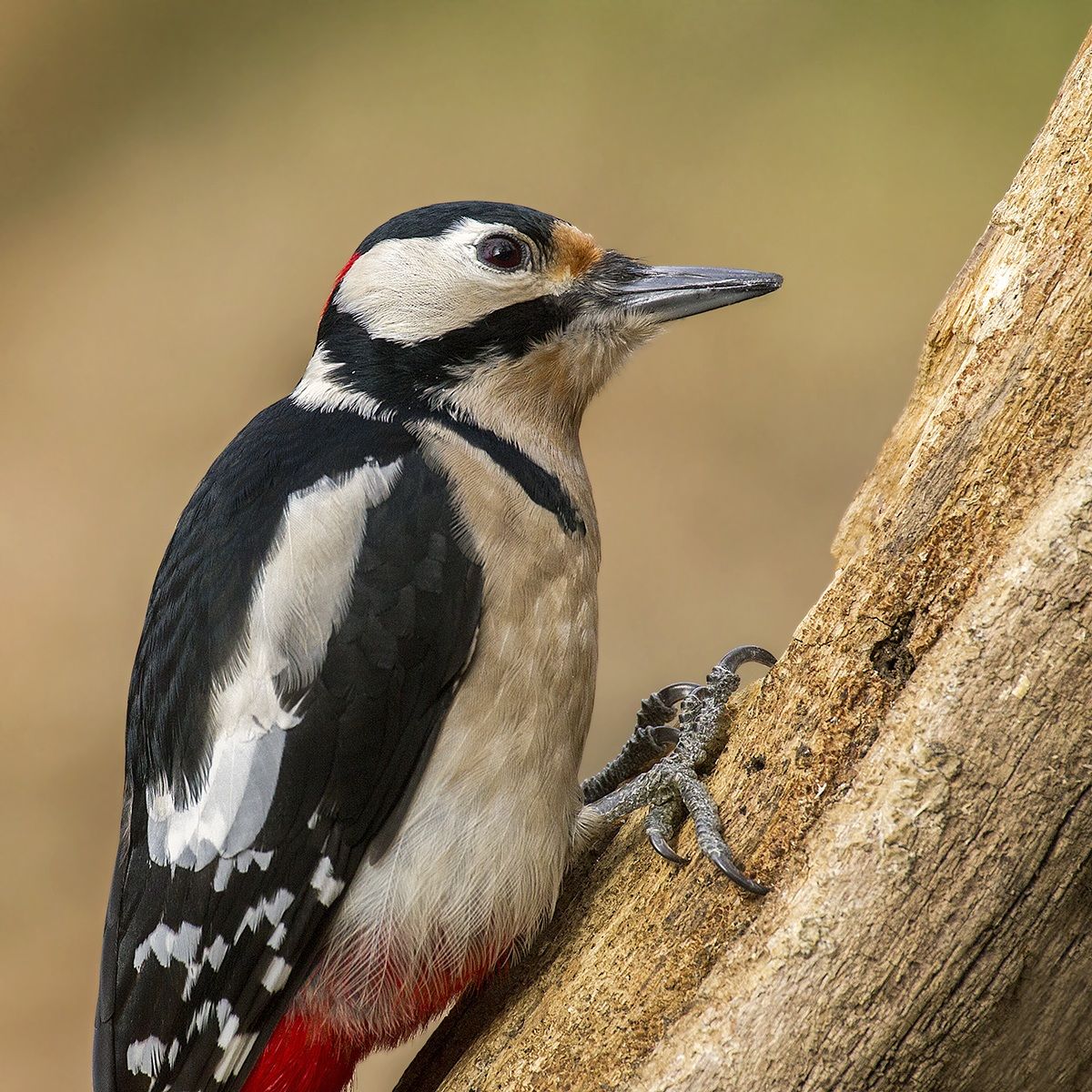 woodpecker