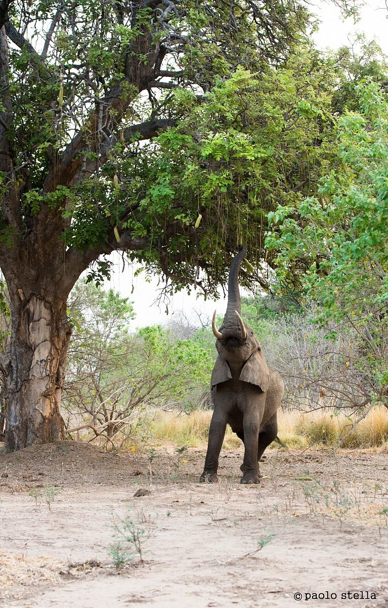 hunting sausages ...