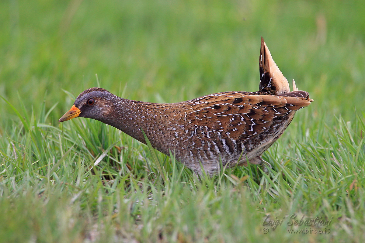 Spotted Crake (Porzana porzana)