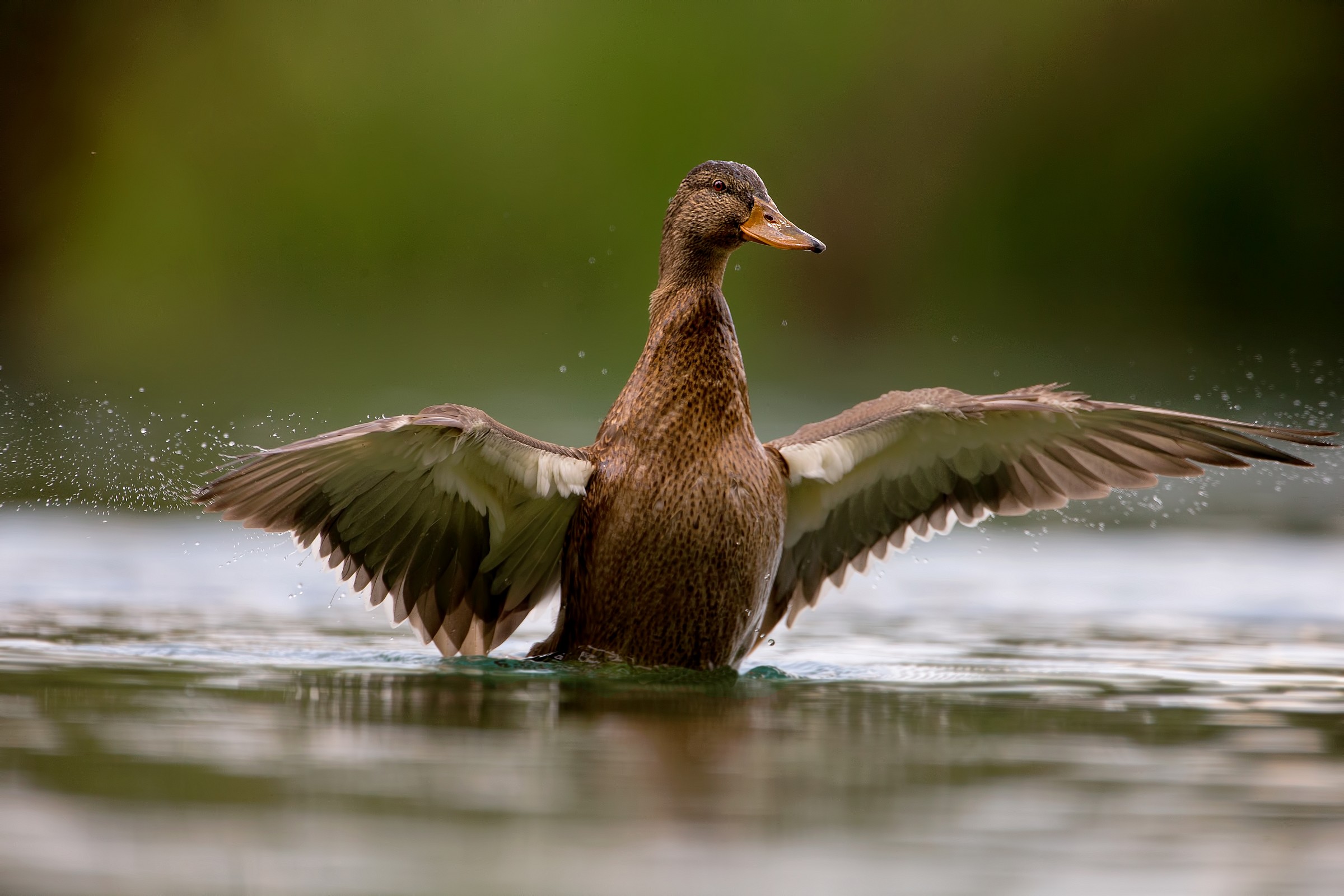 female mallard!