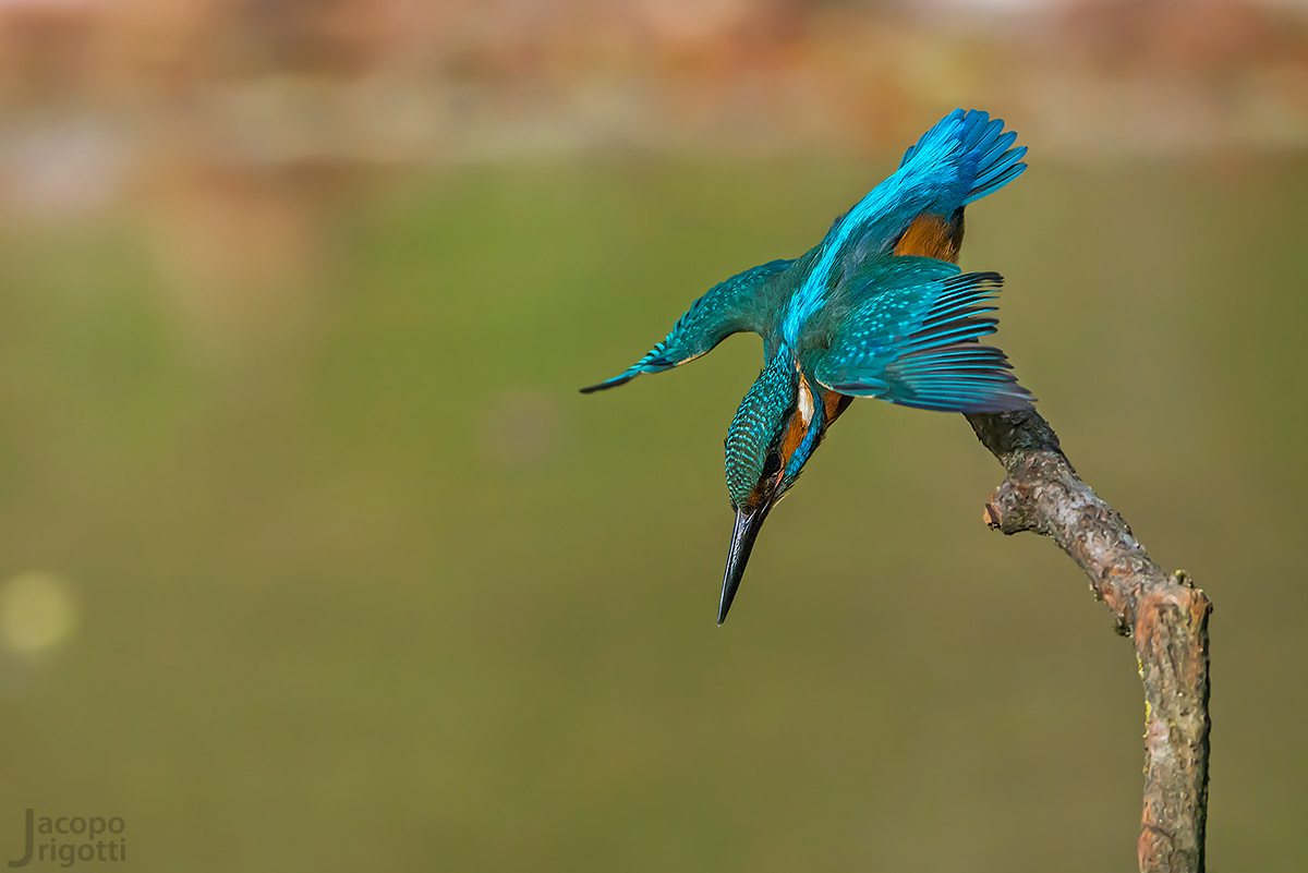 Partenza - Alcedo atthis