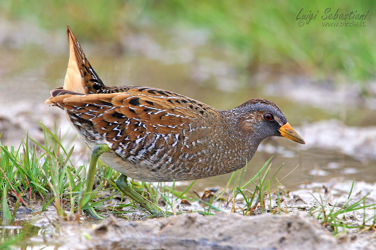 Spotted Crake (Porzana porzana)