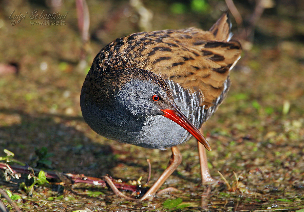 Water Rail (Rallus aquaticus)