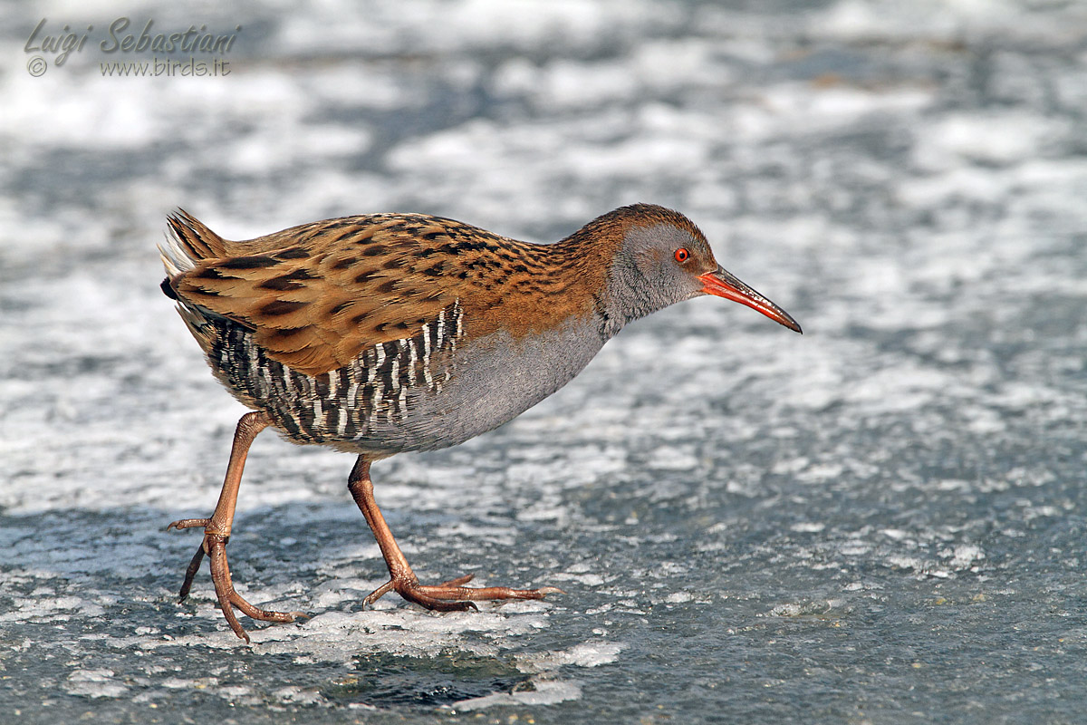 Water Rail (Rallus aquaticus)