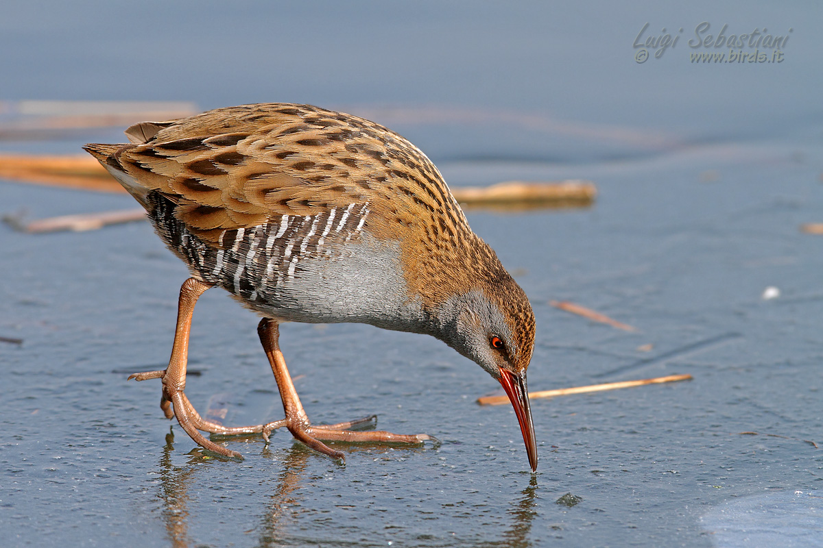 Water Rail (Rallus aquaticus)