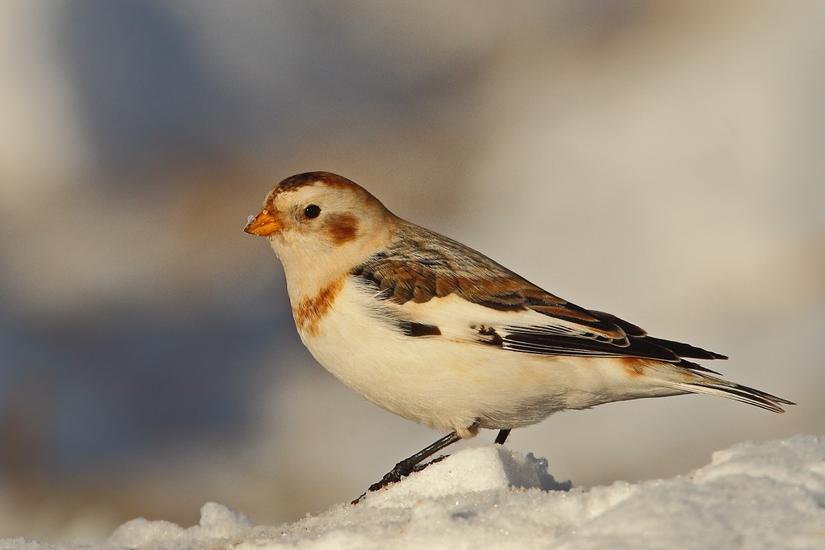 Snow Bunting