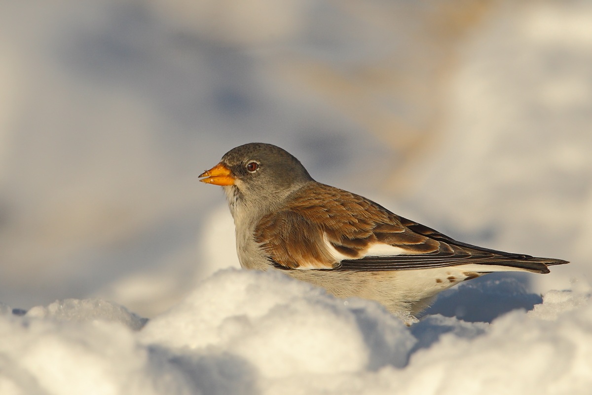 Snowfinch