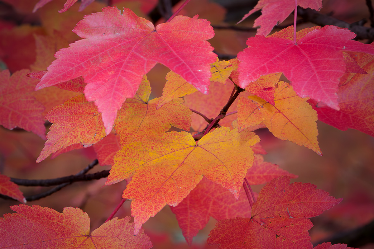 Leaves, red.