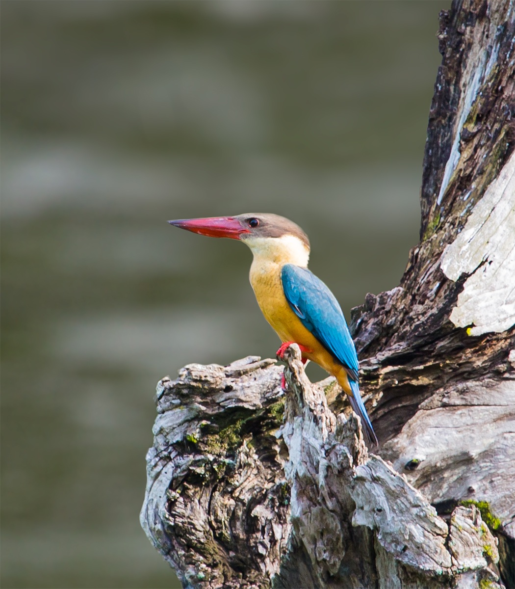 Pelargopsis capensis (Stork-billed Kingfisher