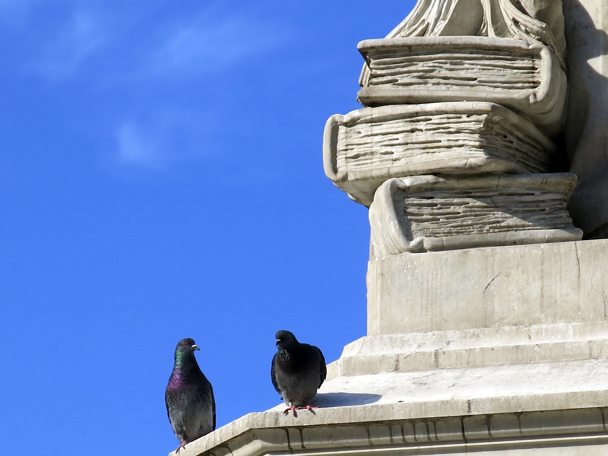 colombi in Campo Santo Stefano - Ve