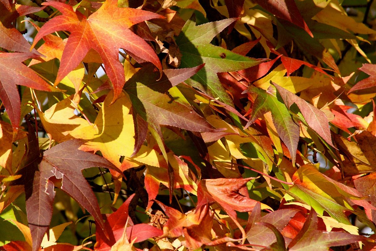 autumn leaves in Turin